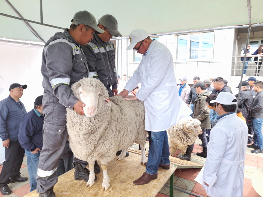 ​Эксперты оценят селекционные достижения хозяйств на Российской выставке племенных овец в Читы